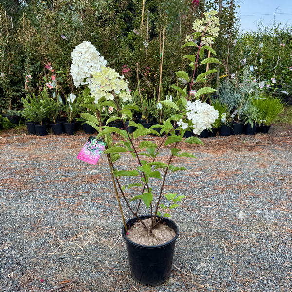Hydrangea Sundae Fraise PBR
