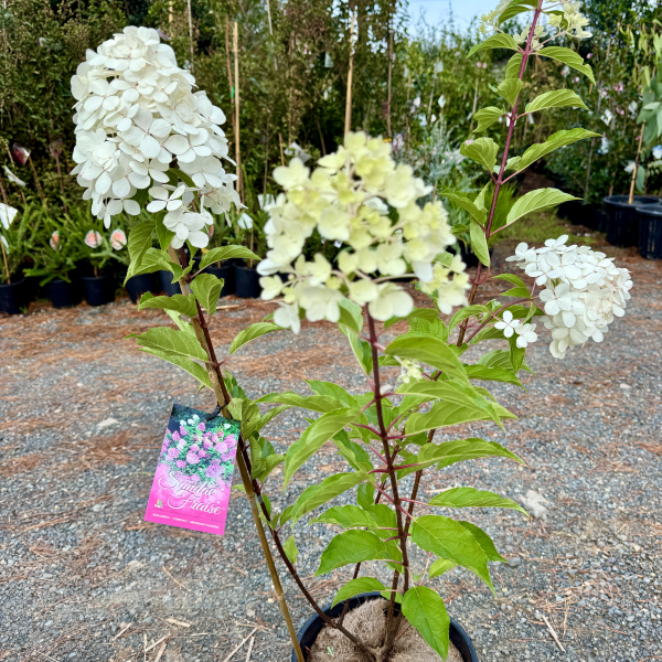 Hydrangea Sundae Fraise PBR