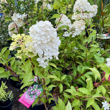 Load image into Gallery viewer, Hydrangea Sundae Fraise PBR
