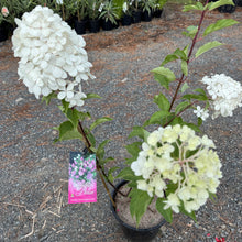 Load image into Gallery viewer, Hydrangea Sundae Fraise PBR
