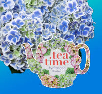 Hydrangea Tea Time tm Bavaria Bicolour Blue