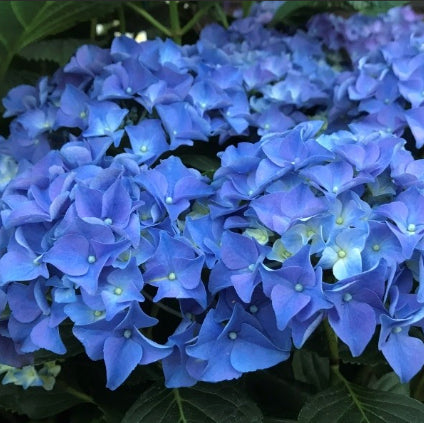 Hydrangea macrophylla Tea Time™ Early Blue Compact Blue