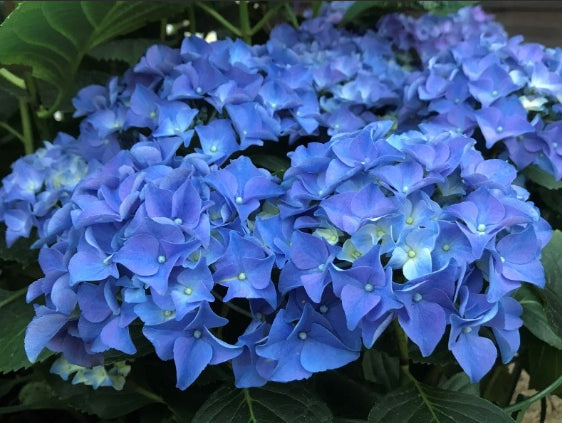 Hydrangea macrophylla Tea Time™ Early Blue Compact Blue