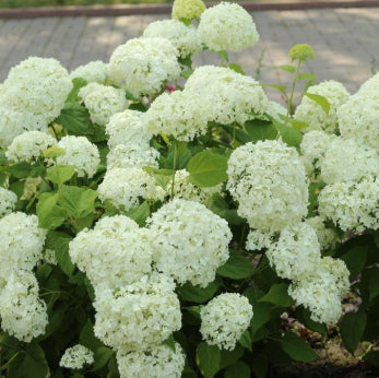 Hydrangea macrophylla Tea Time First White