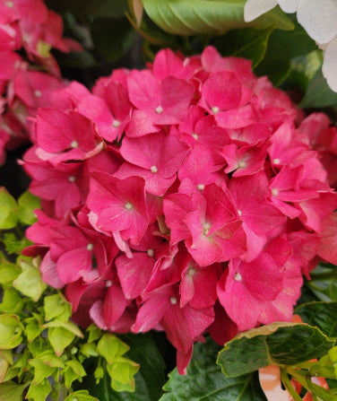 Hydrangea Tea Time tm Red