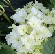 Hydrangea Tea Time tm Vanilla Sky