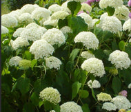 Hydrangea Tea Time tm White