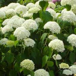 Hydrangea macrophylla Tea Time White
