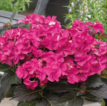 Hydrangea Tuxedo Pink