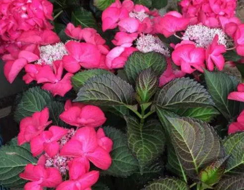 Hydrangea Tuxedo Pink