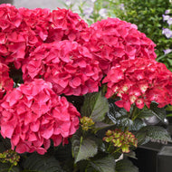 Hydrangea Tuxedo Red