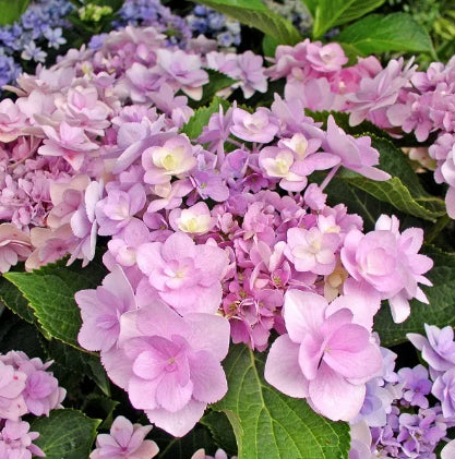 Hydrangea You and Me PBR Forever