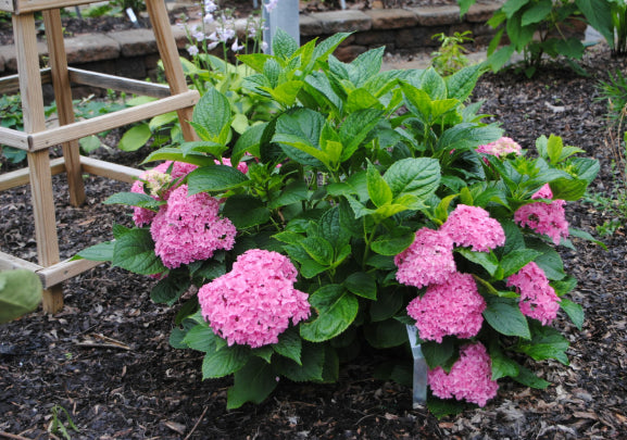 Hydrangea You and Me PBR Perfection