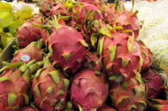 Hylocereus x Dragon Fruit - Scotts Purple