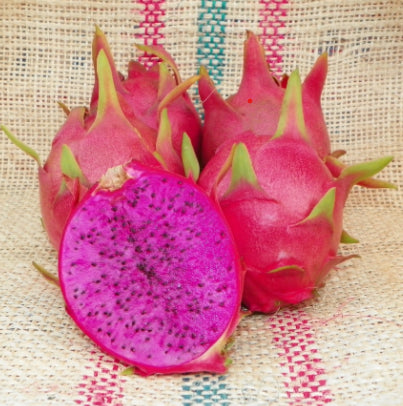 Hylocereus x Dragon Fruit - Scotts Purple