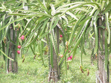 Load image into Gallery viewer, Hylocereus x Dragon Fruit - Scotts Purple
