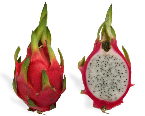 Hylocereus undatus White Dragon Fruit