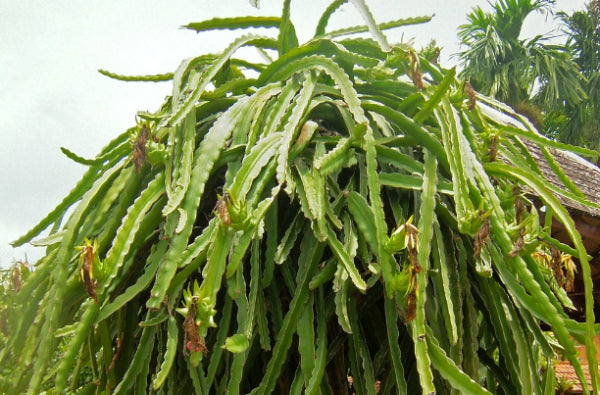 Hylocereus undatus White Dragon Fruit