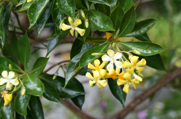 Hymenosporum flavum Butterfly Scentz