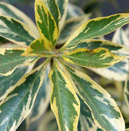 Hymenosporum flavum Gold Halo