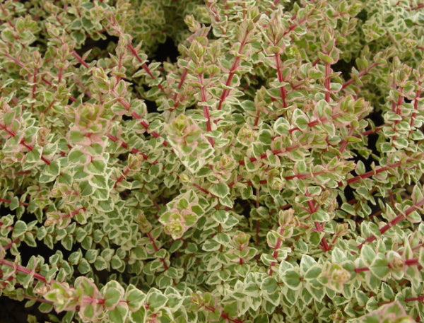 Hypocalymma cordifolium Gold Veil