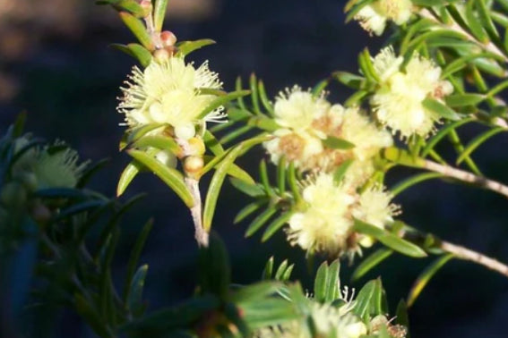 Hypocalymma linifolium Lemon Beauty