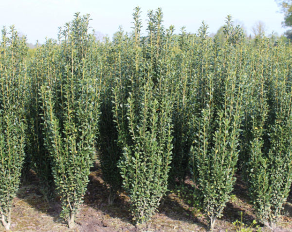 Ilex crenata fastigiata