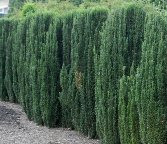 Ilex crenata fastigiata Green Pillar – Mountain View Nursery