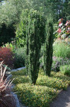 Ilex crenata Sky Pencil