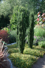 Load image into Gallery viewer, Ilex crenata Sky Pencil
