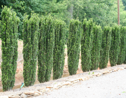 Ilex crenata Sky Pencil