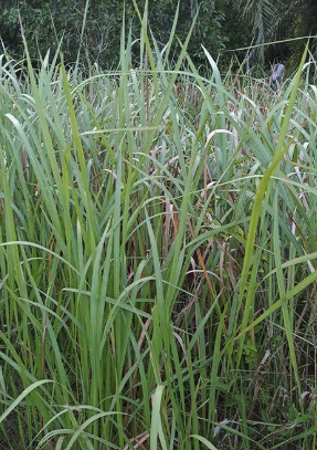 Imperata cylindrica