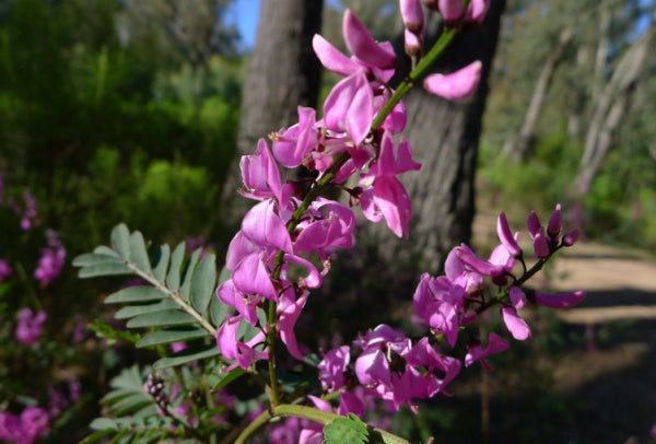 Indigofera australis