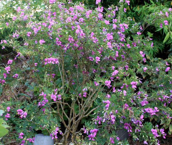Indigofera australis