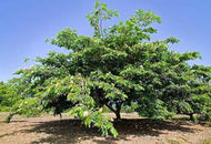 Inga edulis