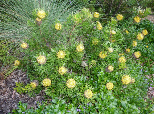 Isopogon anemonifolius