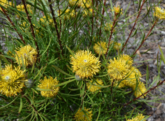 Isopogon anemonifolius Sunshine