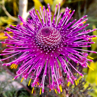 Isopogon Candy Cones