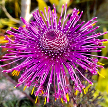 Load image into Gallery viewer, Isopogon Candy Cones
