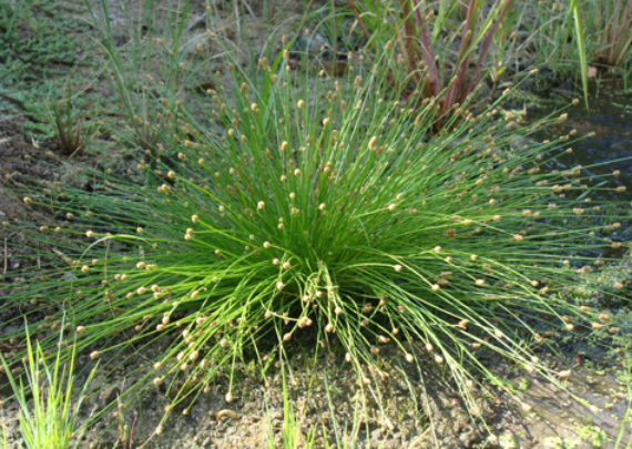 Isolepis cernua