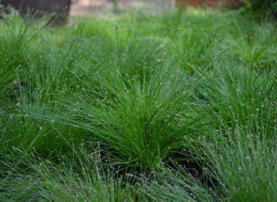Isolepis cernua
