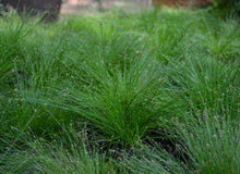 Load image into Gallery viewer, Isolepis cernua
