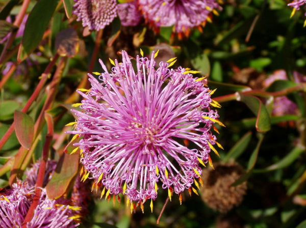 Isopogon cuneatus