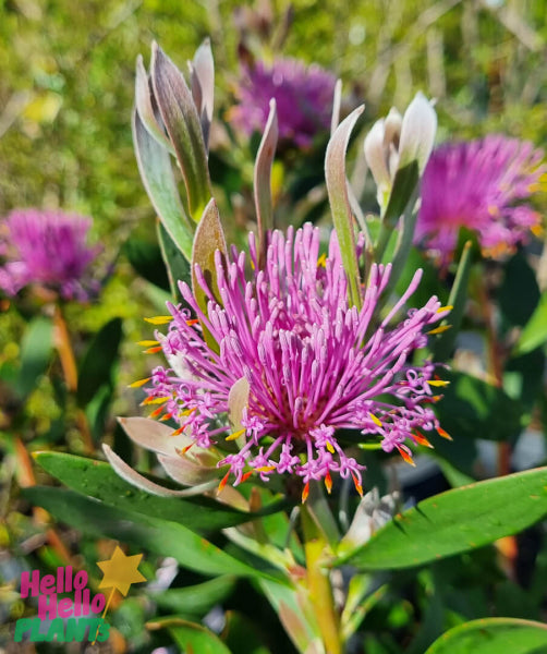 Isopogon cuneatus Pink Bouquet PBR