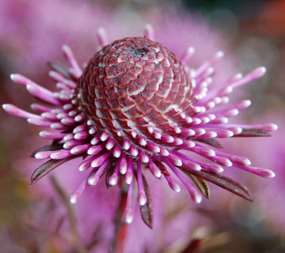 Isopogon formosus