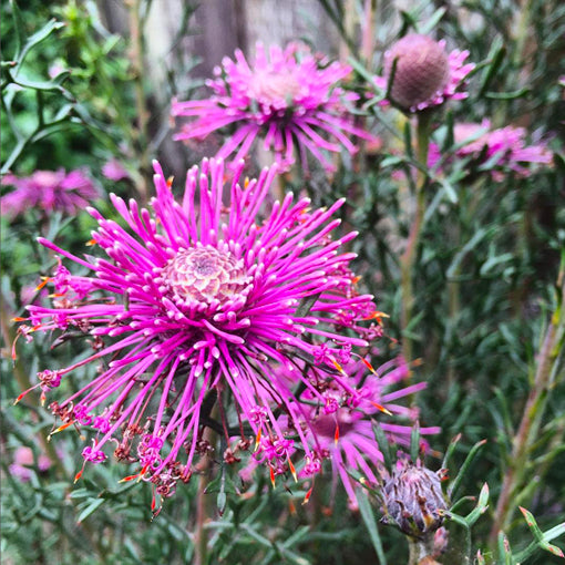 Isopogon formosus Pink Sparkler