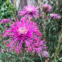 Load image into Gallery viewer, Isopogon formosus Pink Sparkler
