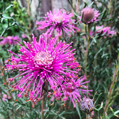 Isopogon formosus Pink Sparkler