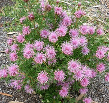 Load image into Gallery viewer, Isopogon formosus Pink Sparkler
