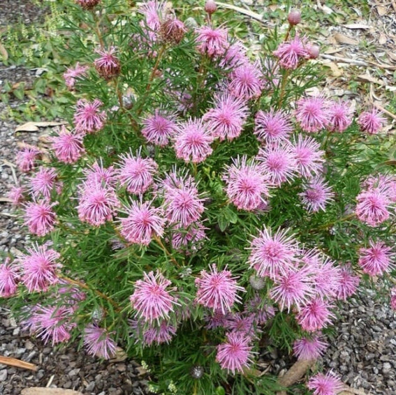 Isopogon formosus Pink Sparkler